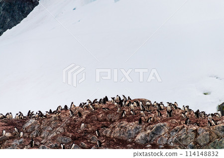 Gentoo Penguin colony on Cuverville island Gentoo Penguin colony on Cuverville island 114148832