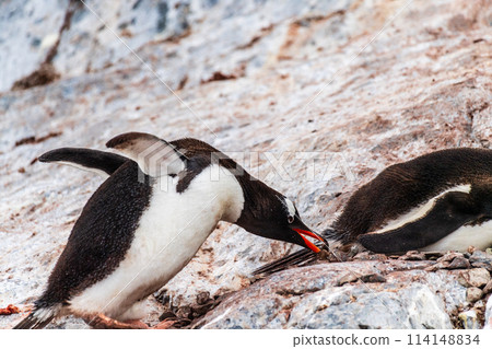 Gentoo Penguin colony on Cuverville island Gentoo Penguin colony on Cuverville island 114148834