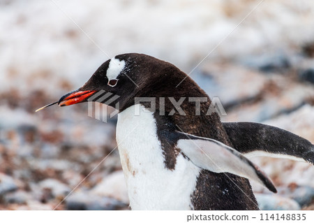 Gentoo Penguin colony on Cuverville island 114148835