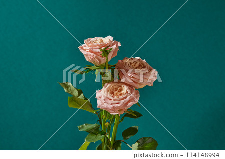 Some beautiful pink rose branches against on dark blue background, photo with front view. Empty space for displaying product or adding text Some beautiful pink rose branches against on dark blue background, photo with front view. Empty space for displaying product or adding text 114148994