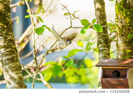 Sparrows flying to a nest box Sparrows flying to a nest box 114148998