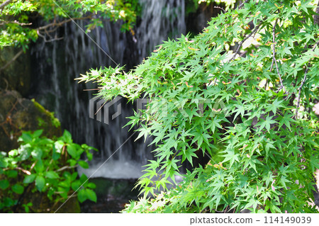 Nishiarai Daishi: Green maples and the beautiful grounds (Adachi Ward, Tokyo) Nishiarai Daishi: Green maples and the beautiful grounds (Adachi Ward, Tokyo) 114149039