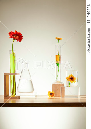 Advertising photo for organic cosmetic with calendula extract. Lab glassware decorated with fresh flowers on gray backlit background. Front view, empty space for design Advertising photo for organic cosmetic with calendula extract. Lab glassware decorated with fresh flowers on gray backlit background. Front view, empty space for design 114149358
