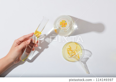 The woman's hand is holding a test tube on a white background along with other glassware containing calendula petals. Minimalist scene featuring an advertisement for cosmetics with calendula extract The woman's hand is holding a test tube on a white background along with other glassware containing calendula petals. Minimalist scene featuring an advertisement for cosmetics with calendula extract 114149397