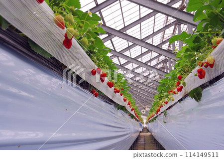 草莓採摘場 草莓採摘場 114149511