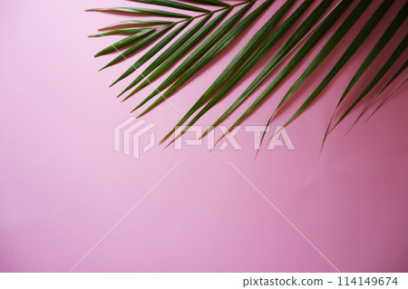 綠葉和粉紅色背景形成美麗對比的植物葉子 114149674