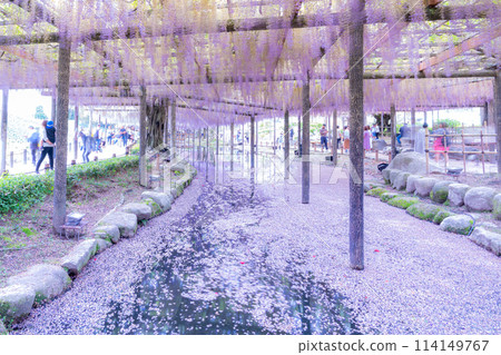 Wisteria trellis and flower rafts at Tennogawa Park, Tsushima City, Aichi Prefecture 114149767