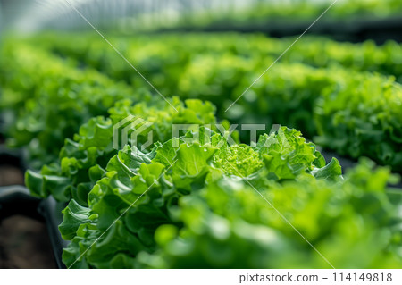 Rows of Lettuce Growing in a Greenhouse Rows of Lettuce Growing in a Greenhouse 114149818