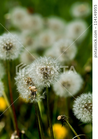 Fluff of dandelion Fluff of dandelion 114149955