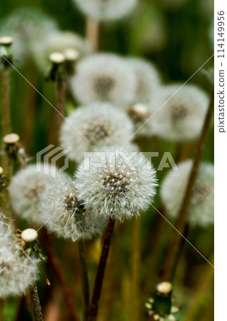 Fluff of dandelion Fluff of dandelion 114149956