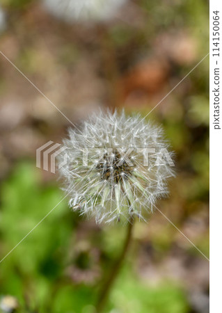 Dandelion's fluff 114150064