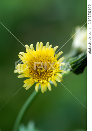 Onino Mustard 114150106