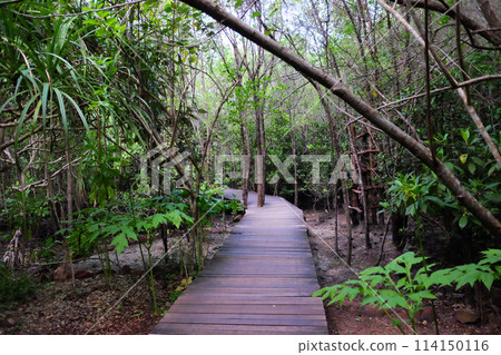 Wooden bridge walkway in Crabapple Mangrove of Mangrove Forest in Thailand Wooden bridge walkway in Crabapple Mangrove of Mangrove Forest in Thailand 114150116