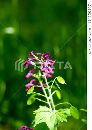 Purple flowers of Ginsenso 114150167