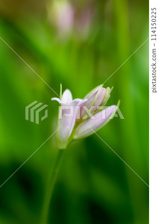 鐘形水仙花蕾 鐘形水仙花蕾 114150225