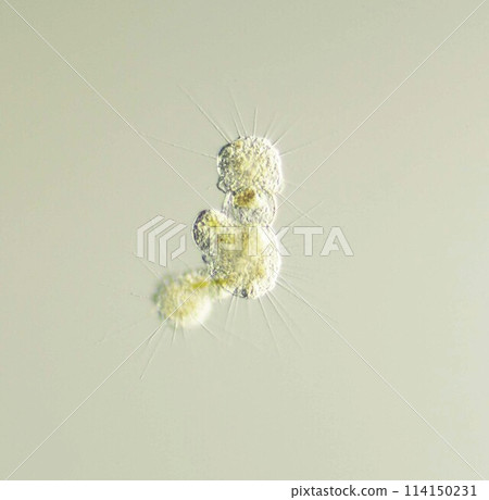 太陽昆蟲的細胞質融合 114150231