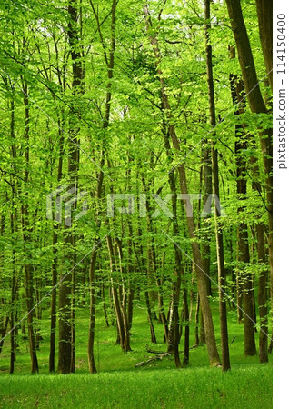 Beautiful green forest with trees in the background. Concept for nature and environment. Spring in the forest landscape. 114150400