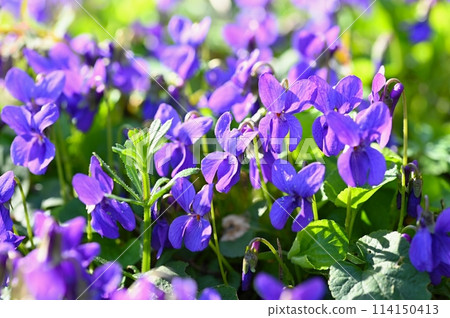 Beautiful spring small purple flower-plant Violka fragrant - Violka. Spring time in nature. (Viola odorata) 114150413