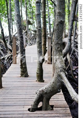Wooden bridge walkway in Cock plants or Crabapple Mangrove of Mangrove Forest in tropical rain forest of Thailand Wooden bridge walkway in Cock plants or Crabapple Mangrove of Mangrove Forest in tropical rain forest of Thailand 114150462