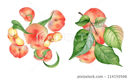 Fresh ripe chines fig peaches and leaves falling in the air watercolor illustration isolated on white. Fruits on a branch tree. Flat peach hand drawn. For package, label skin care, essential oil Fresh ripe chines fig peaches and leaves falling in the air watercolor illustration isolated on white. Fruits on a branch tree. Flat peach hand drawn. For package, label skin care, essential oil 114150566