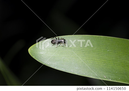 Arigmo Arigmo 114150650