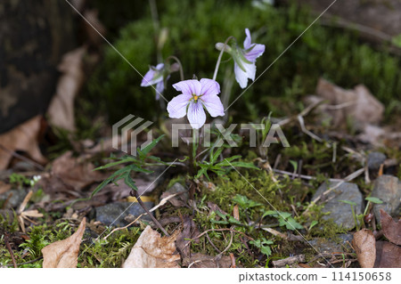 Eizansumire 114150658