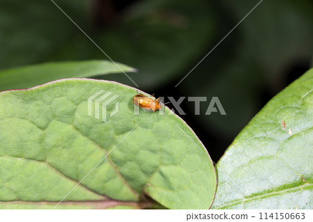 Leaf beetle 114150663