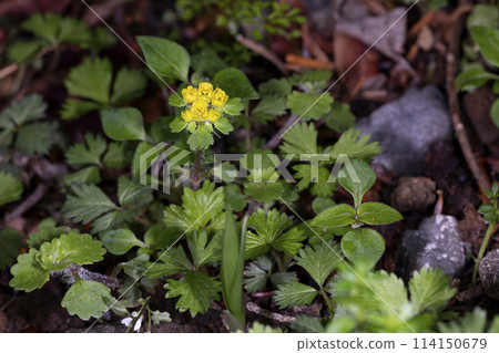 Kokane Nekomonose 114150679