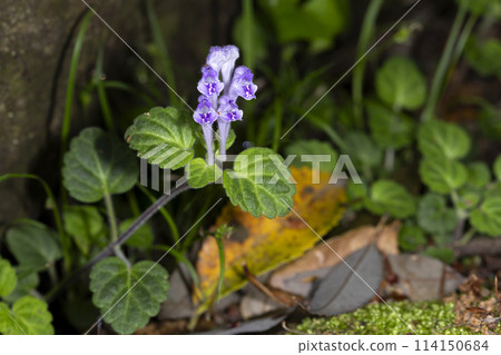 Kobanotatsunisawa Kobanotatsunisawa 114150684