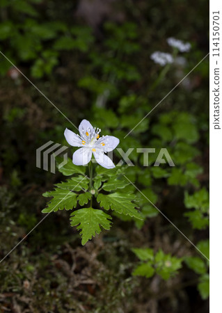 White-legged lily 114150701