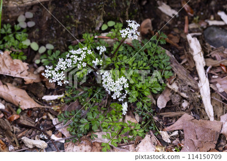 聖伊圖斯 114150709