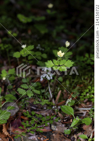 Capsicum 114150722