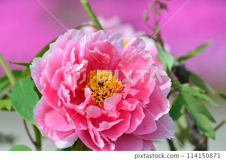 Button flower Button flower 114150871