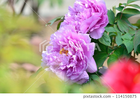 Button flower 114150875