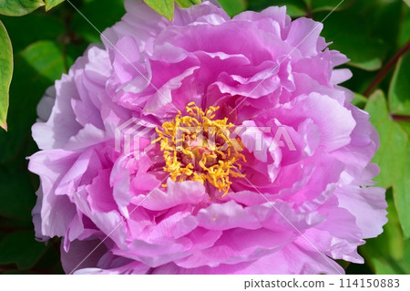 Button flower Button flower 114150883