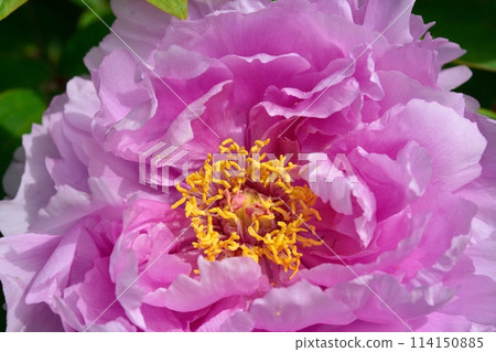 Button flower 114150885