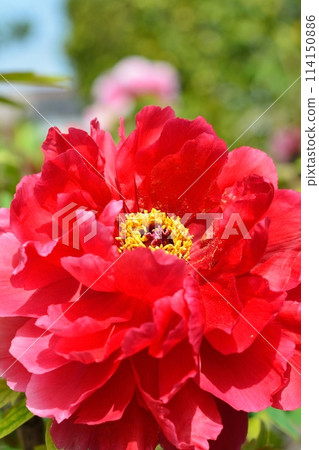 Button flower 114150886