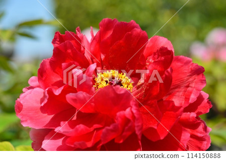 Button flower 114150888