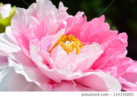 按鈕花 114150895