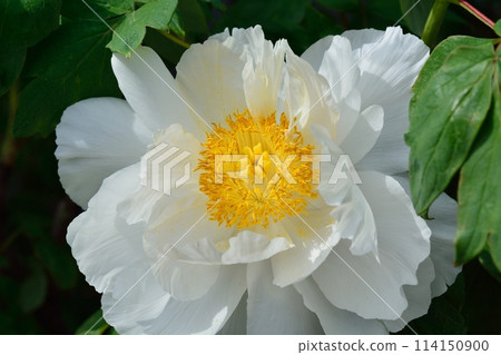 Button flower 114150900