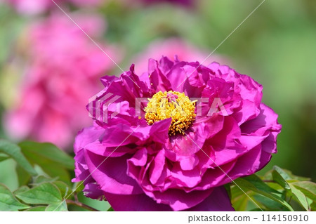 按鈕花 114150910