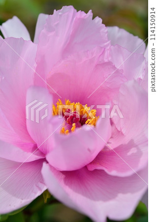Button flower Button flower 114150914