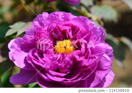 Button flower Button flower 114150919