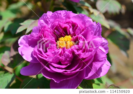 Button flower Button flower 114150920