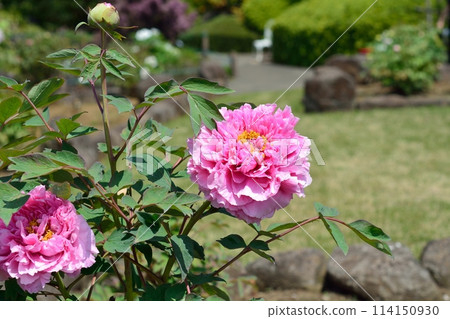 Button flower 114150930