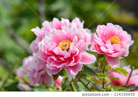 按鈕花 114150939