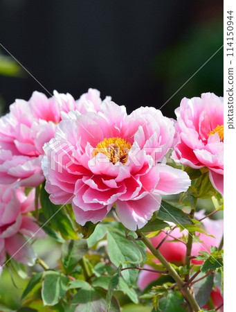 按鈕花 按鈕花 114150944