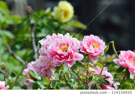 按鈕花 按鈕花 114150950