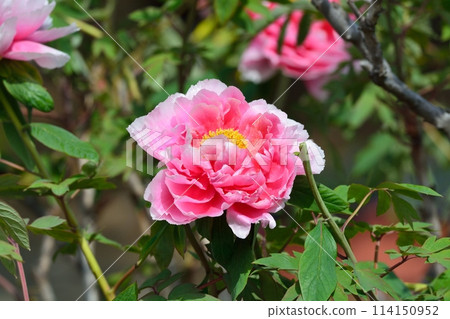 按鈕花 按鈕花 114150952