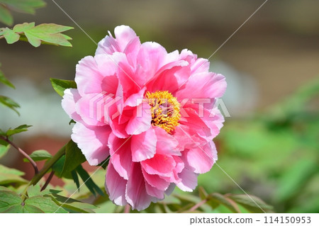 Button flower Button flower 114150953
